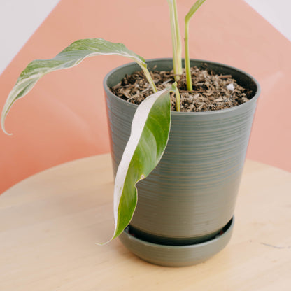 Rhaphidophora Megasperma Variegated  - Greenspaces.id