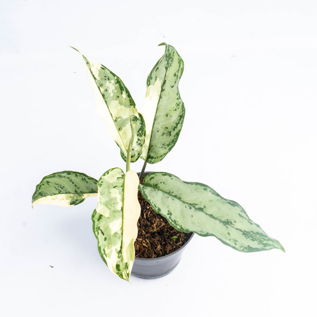 Aglaonema Comutatum Variegated