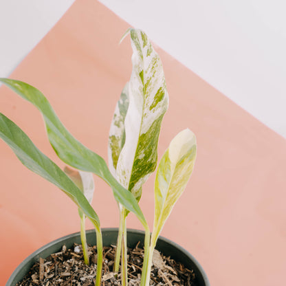 Rhaphidophora Megasperma Variegated  - Greenspaces.id