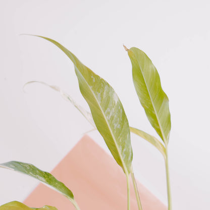 Rhaphidophora Megasperma Variegated  - Greenspaces.id