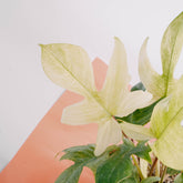 Philodendron Florida Ghost &