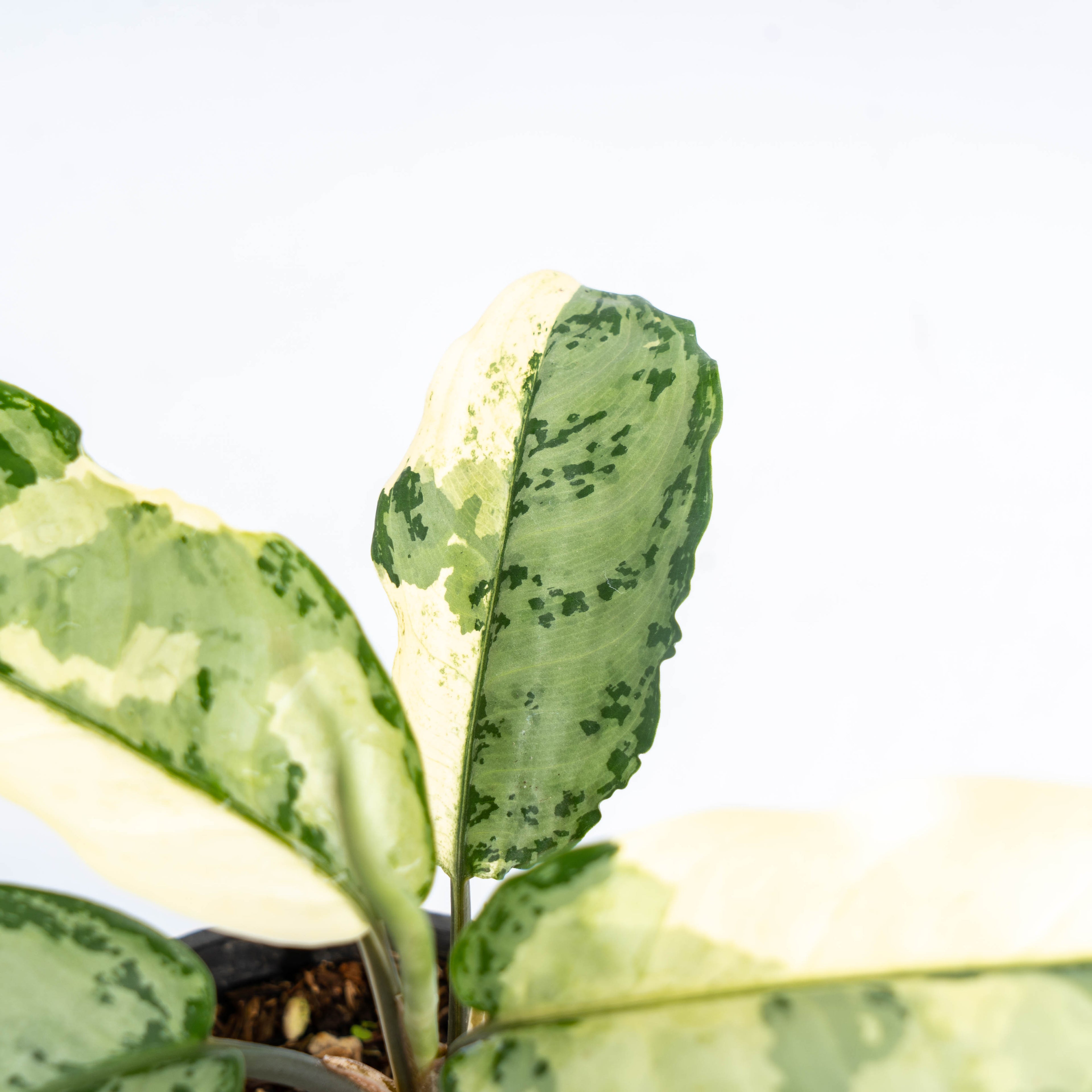 Aglaonema Comutatum Variegated