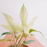 Philodendron Florida Ghost &