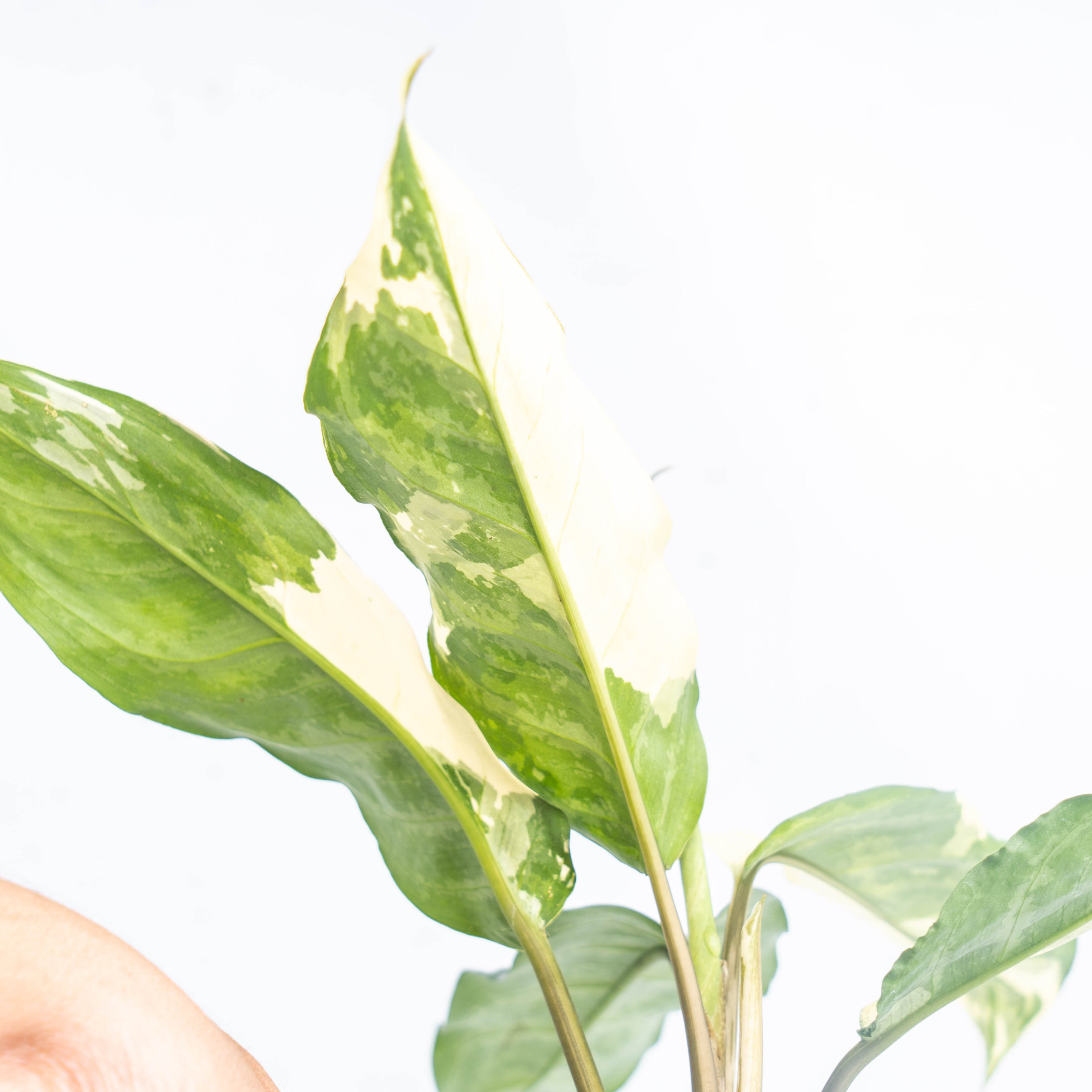 Aglaonema Comutatum Variegated