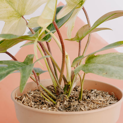 Philodendron Florida Ghost &
