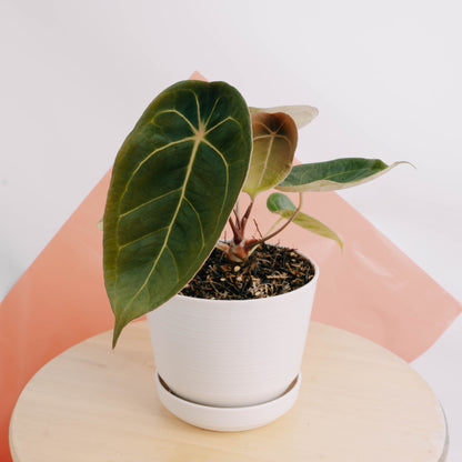 Anthurium Dressleri x Forgetti - Greenpaces.id