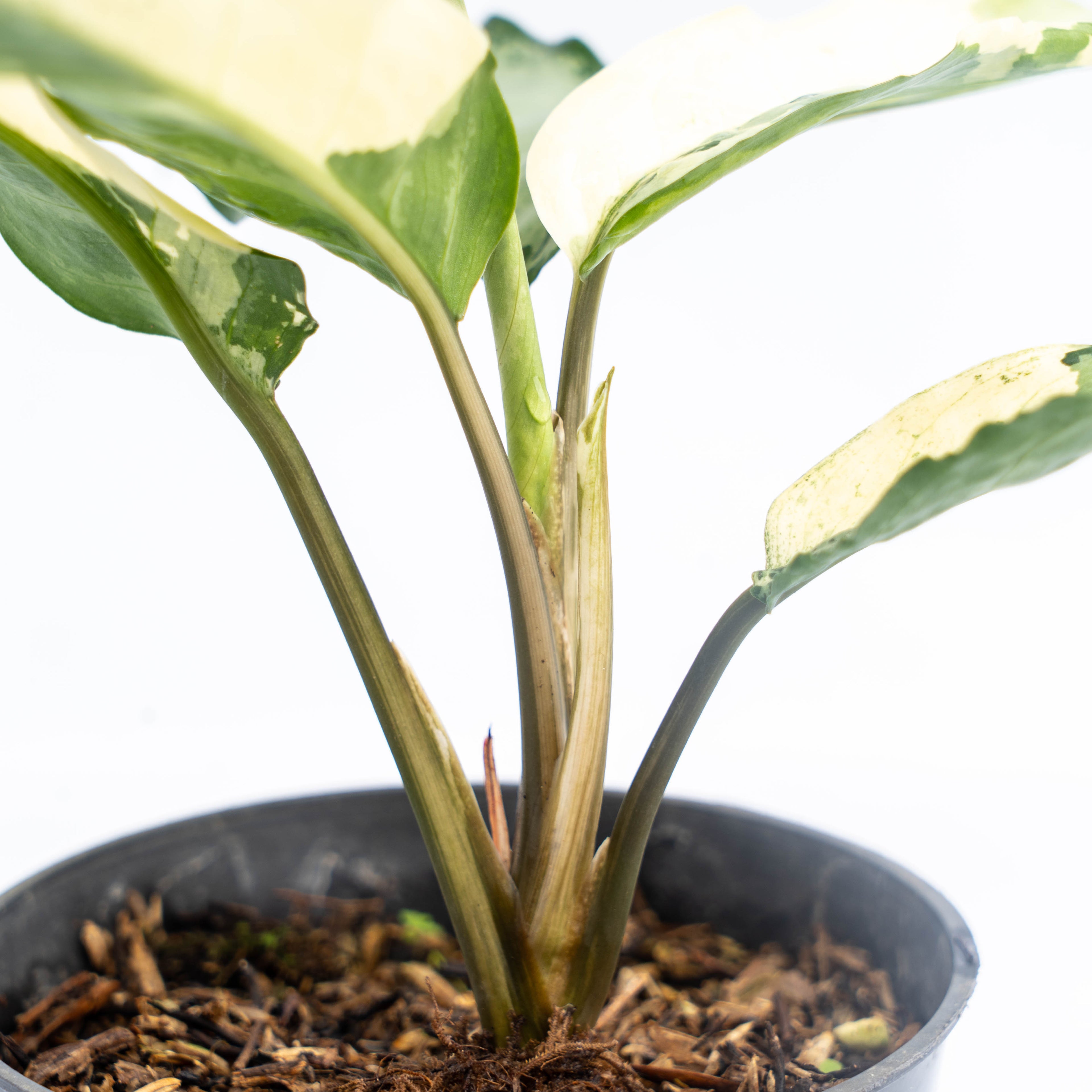 Aglaonema Comutatum Variegated