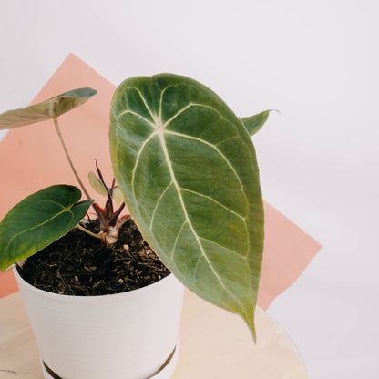 Anthurium Dressleri x Forgetti - Greenpaces.id