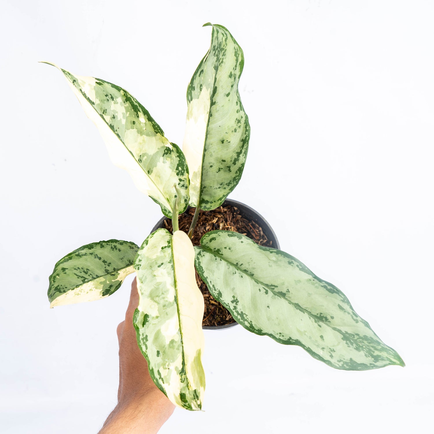 Aglaonema Comutatum Variegated