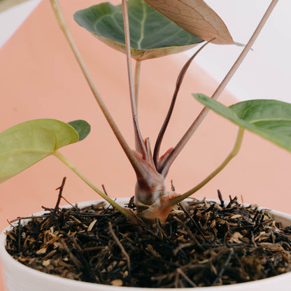 Anthurium Dressleri x Forgetti - Greenpaces.id