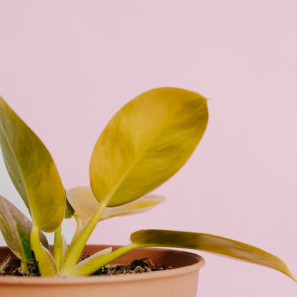 Philodendron moonlight variegated - Greenspaces