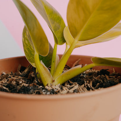 Philodendron moonlight variegated - Greenspaces
