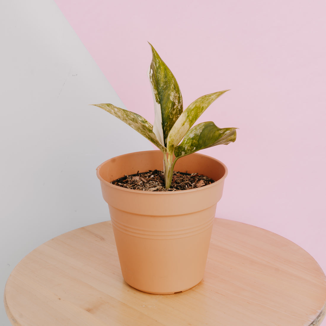 Aglaonema siam jade variegated - Greenspaces