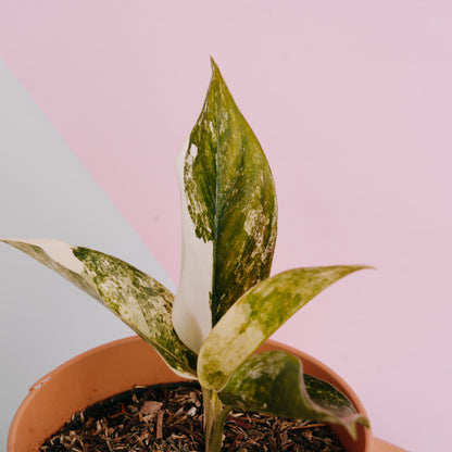 Aglaonema siam jade variegated - Greenspaces