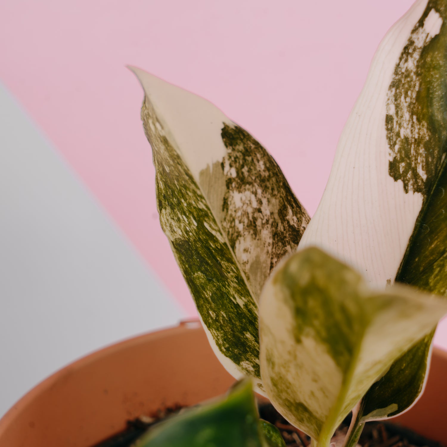 aglaonema siam jade Aglaonema siam jade variegated – Greenspaces.id