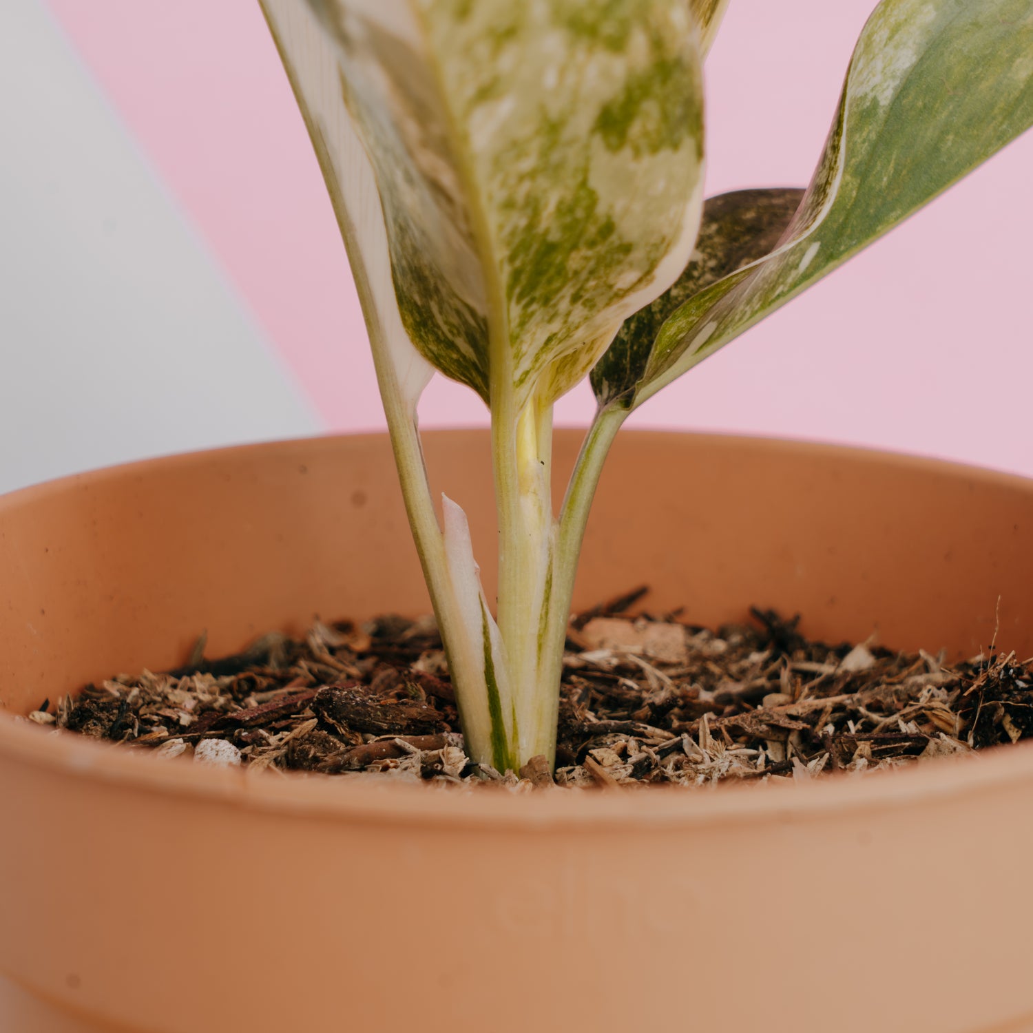 siam jade plant Aglaonema siam jade variegated – Greenspaces.id