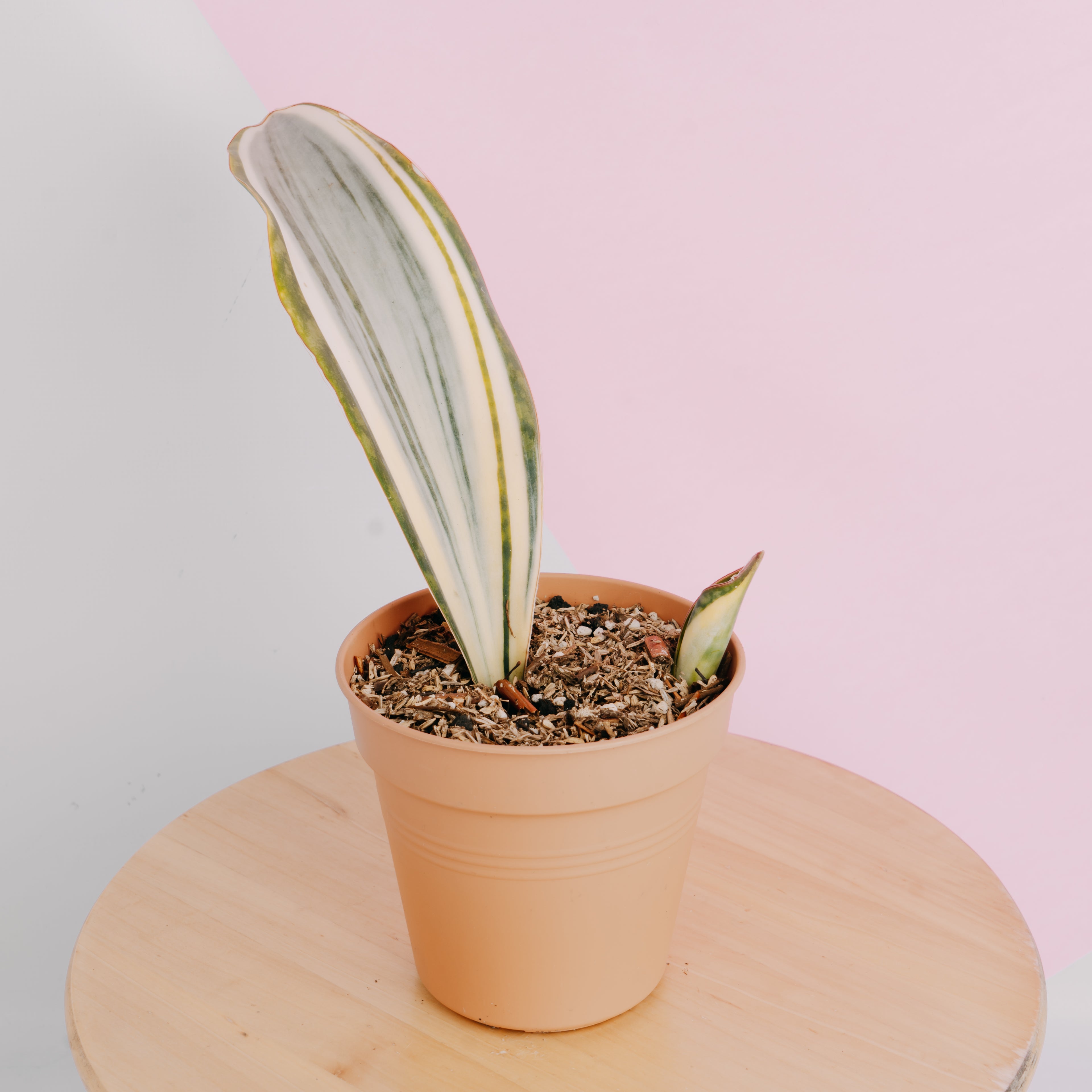 Sansevieria masoniana variegated Big size - Greenspaces