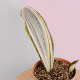 Sansevieria masoniana variegated Big size - Greenspaces