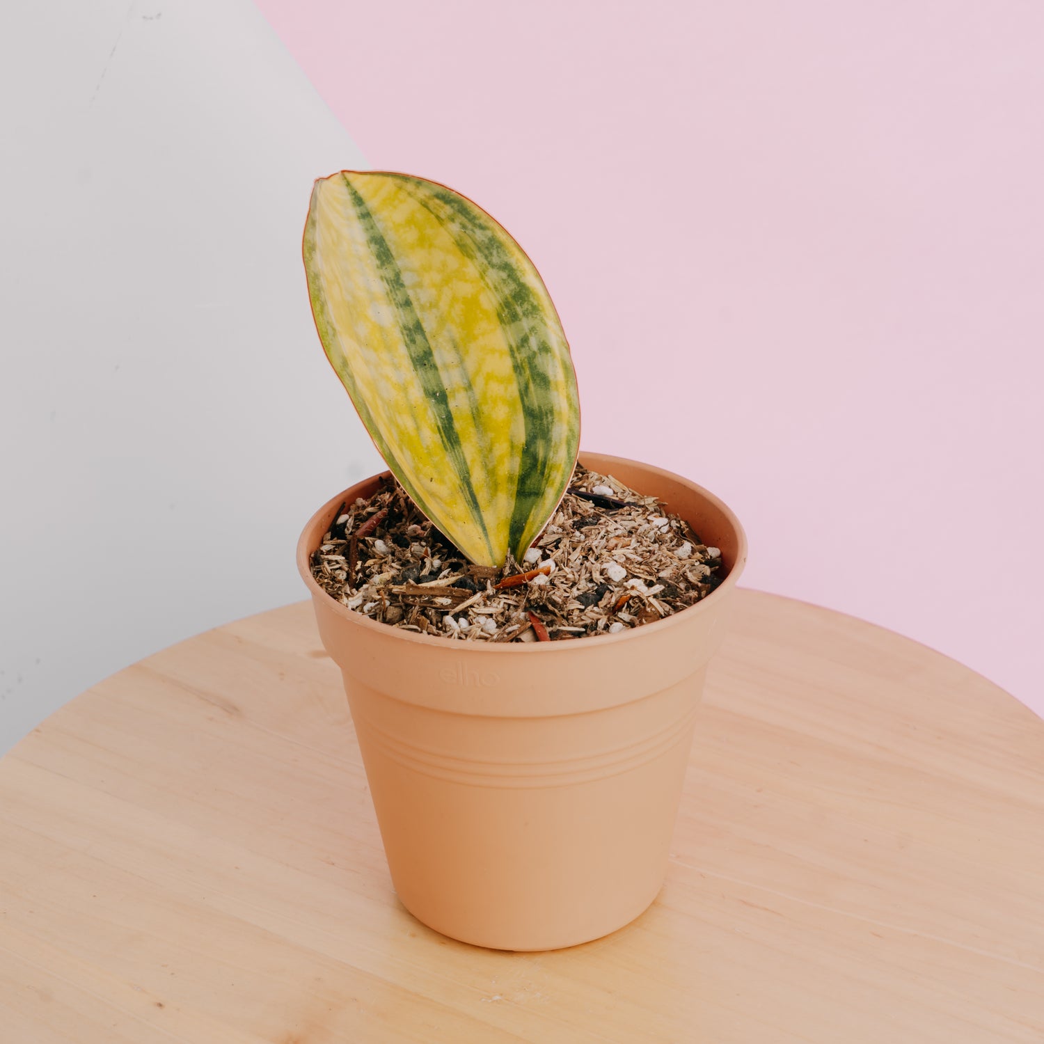 sansevieria masoniana varieties Sansevieria Masoniana Yellow Variegated