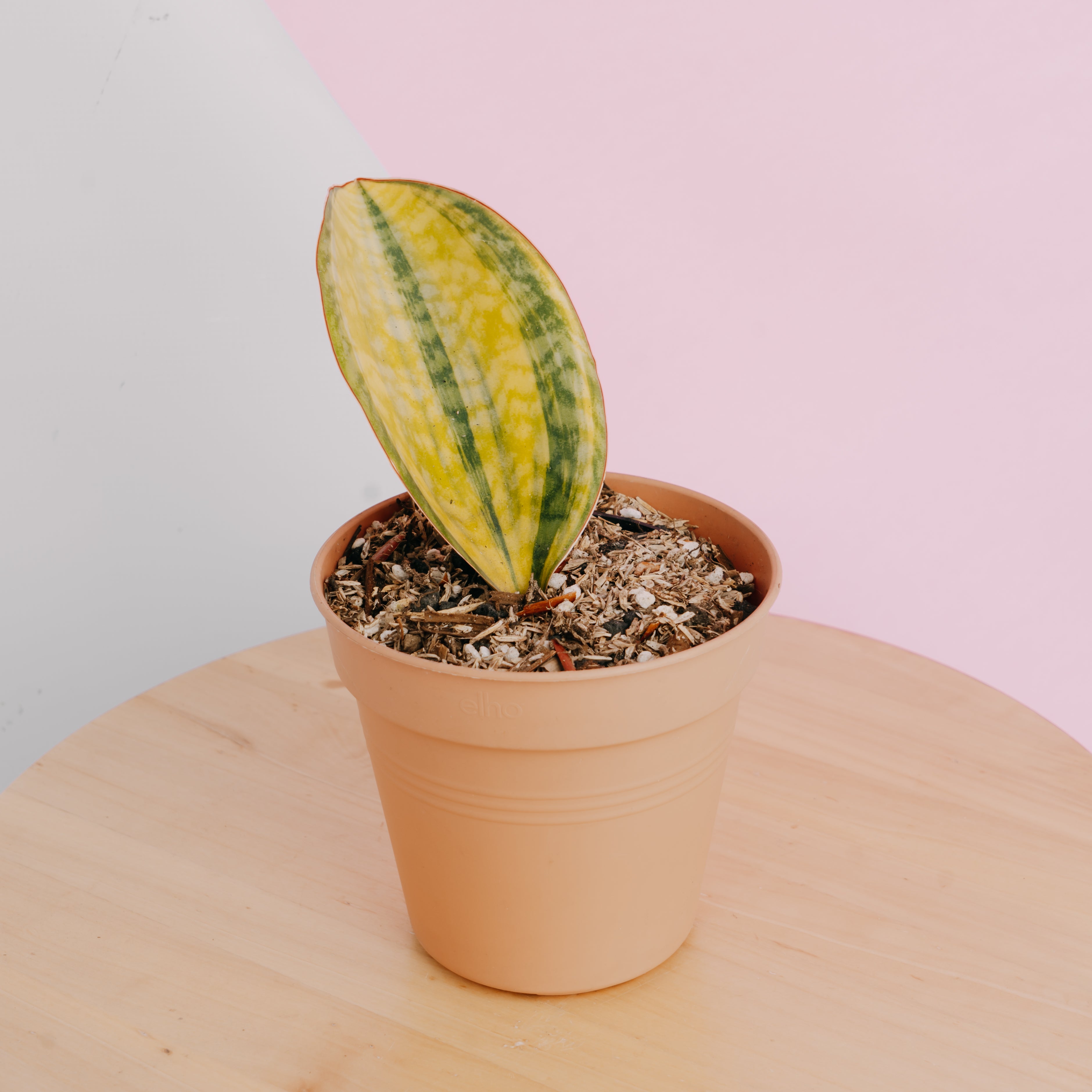 Sansevieria Masoniana Yellow Variegated - Greenspaces