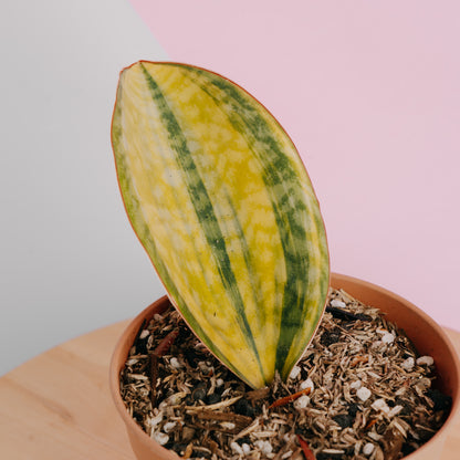 Sansevieria Masoniana Yellow Variegated - Greenspaces