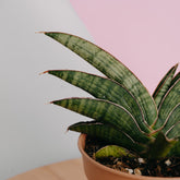 Sansevieria  argopuro - Greenspaces