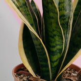 Sansevieria  superba - Greenspaces