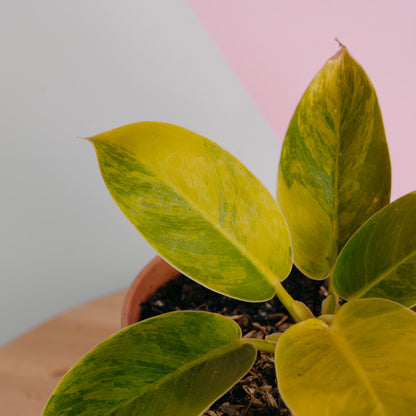 Philodendron moonlight variegated - Greenspaces