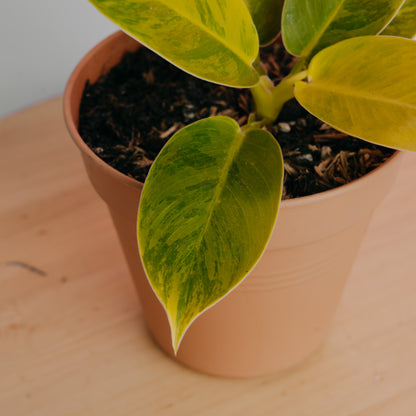 Philodendron moonlight variegated - Greenspaces
