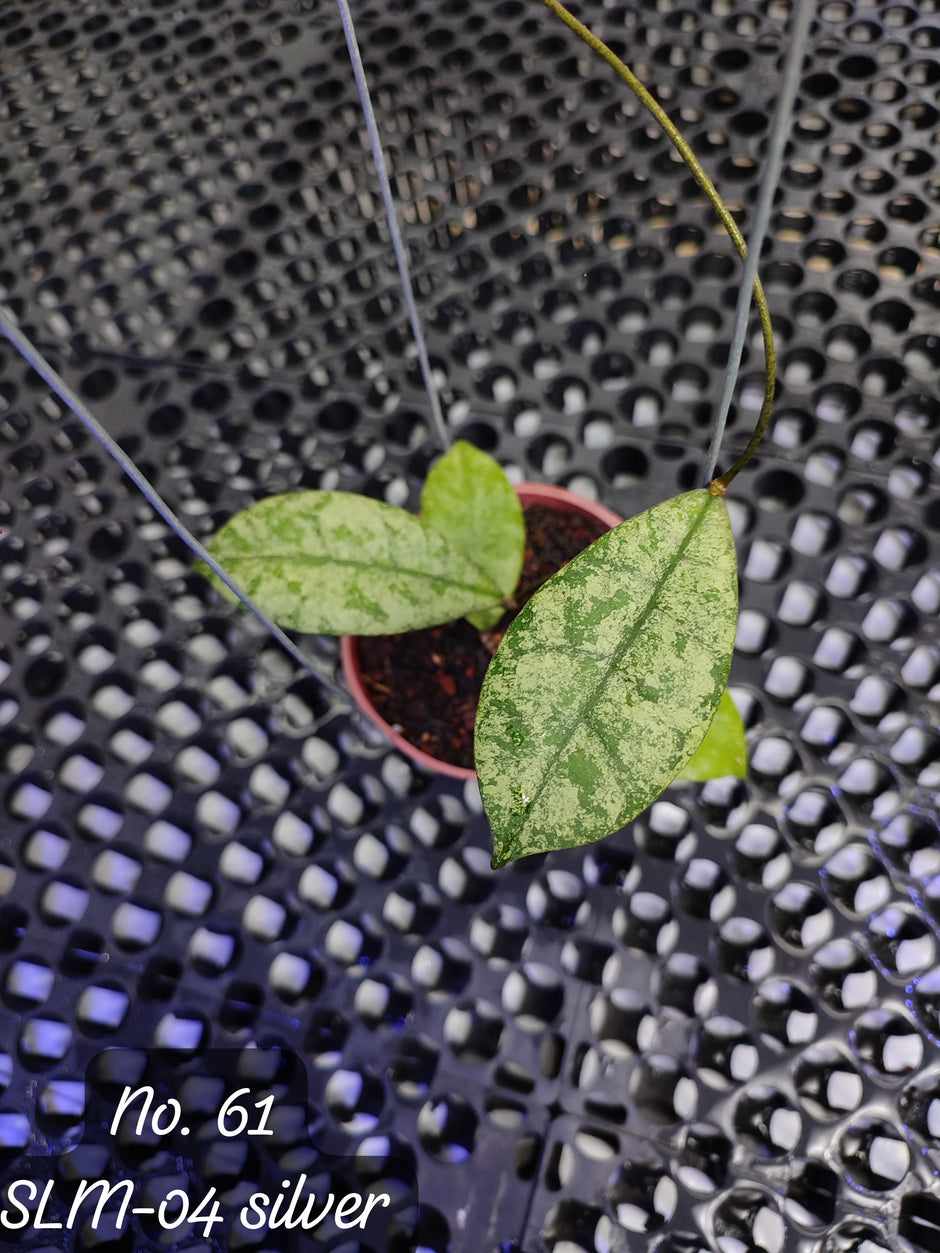 Online Plant Nursery – Greenspaces.id
