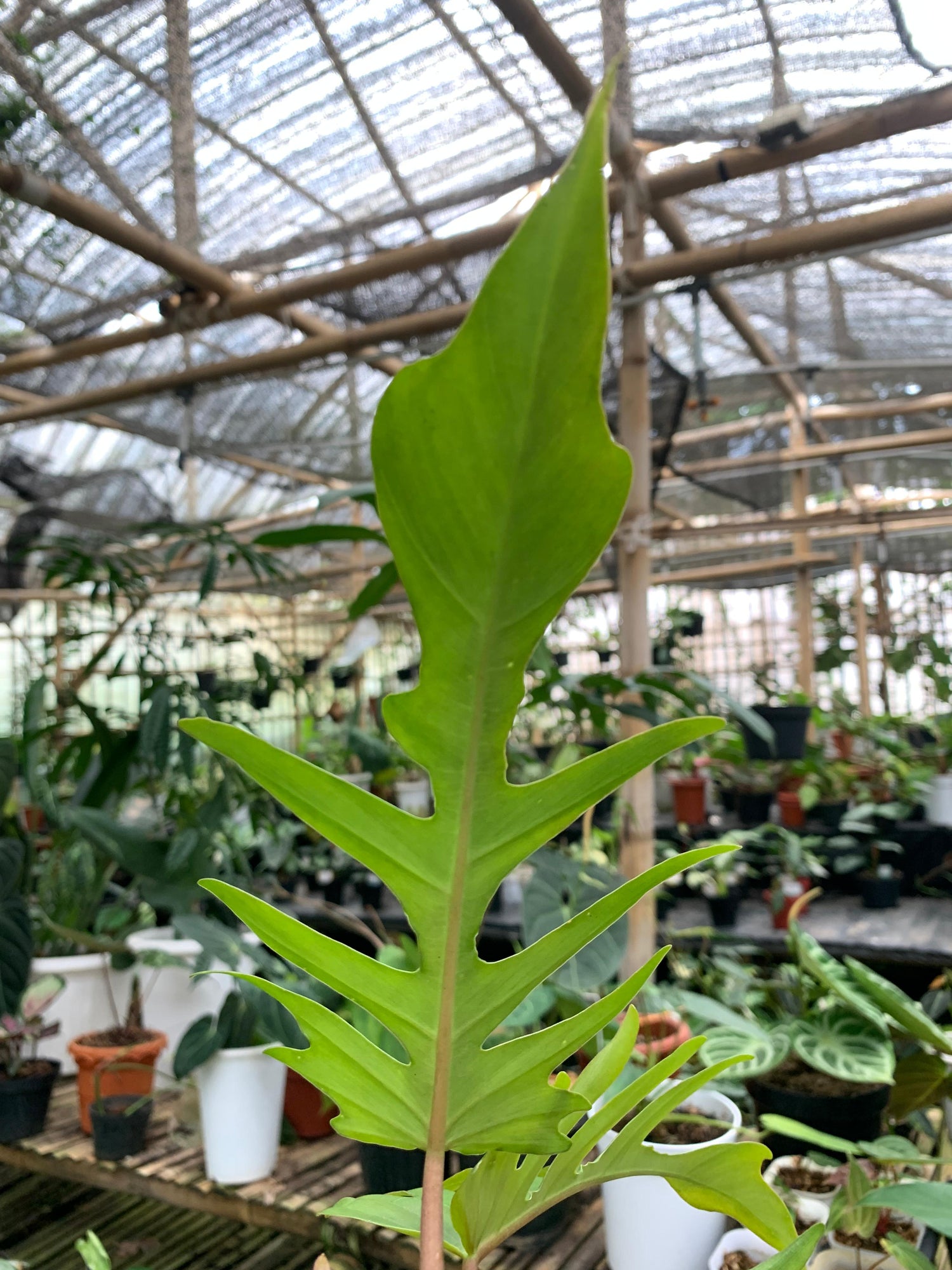 Philodendron Florida Beauty X Philondendron Tortum