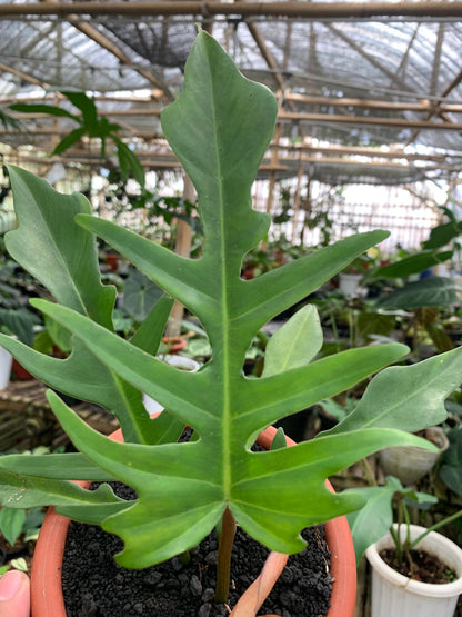 Philodendron Florida Beauty X Philodendron Tortum
