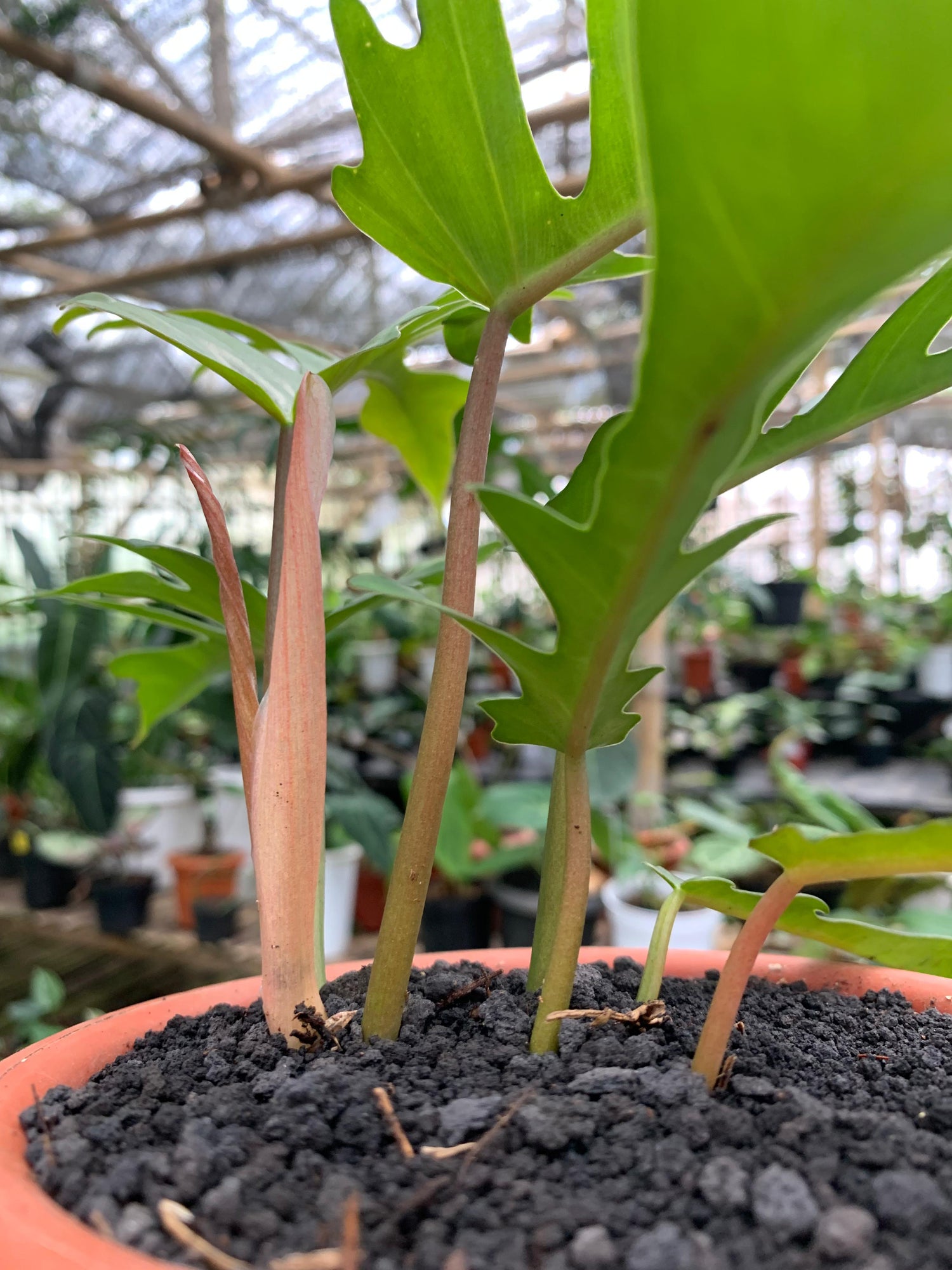 Philodendron Florida Beauty X Philondendron Tortum