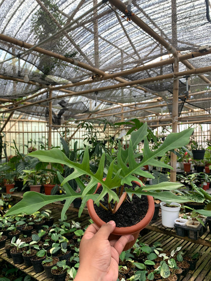 Philodendron Florida Beauty X Philodendron Tortum