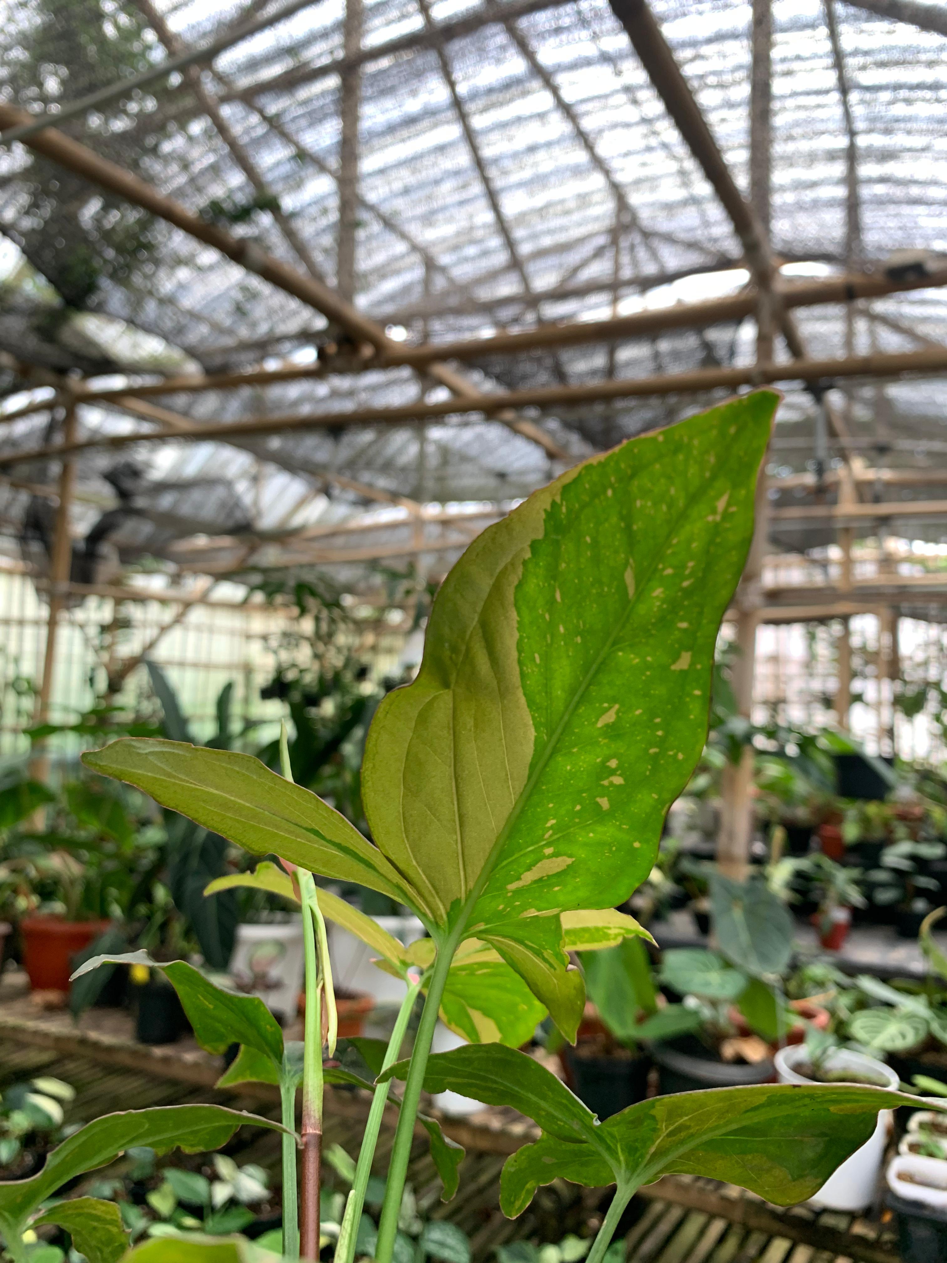 Syngonium Pink Splash