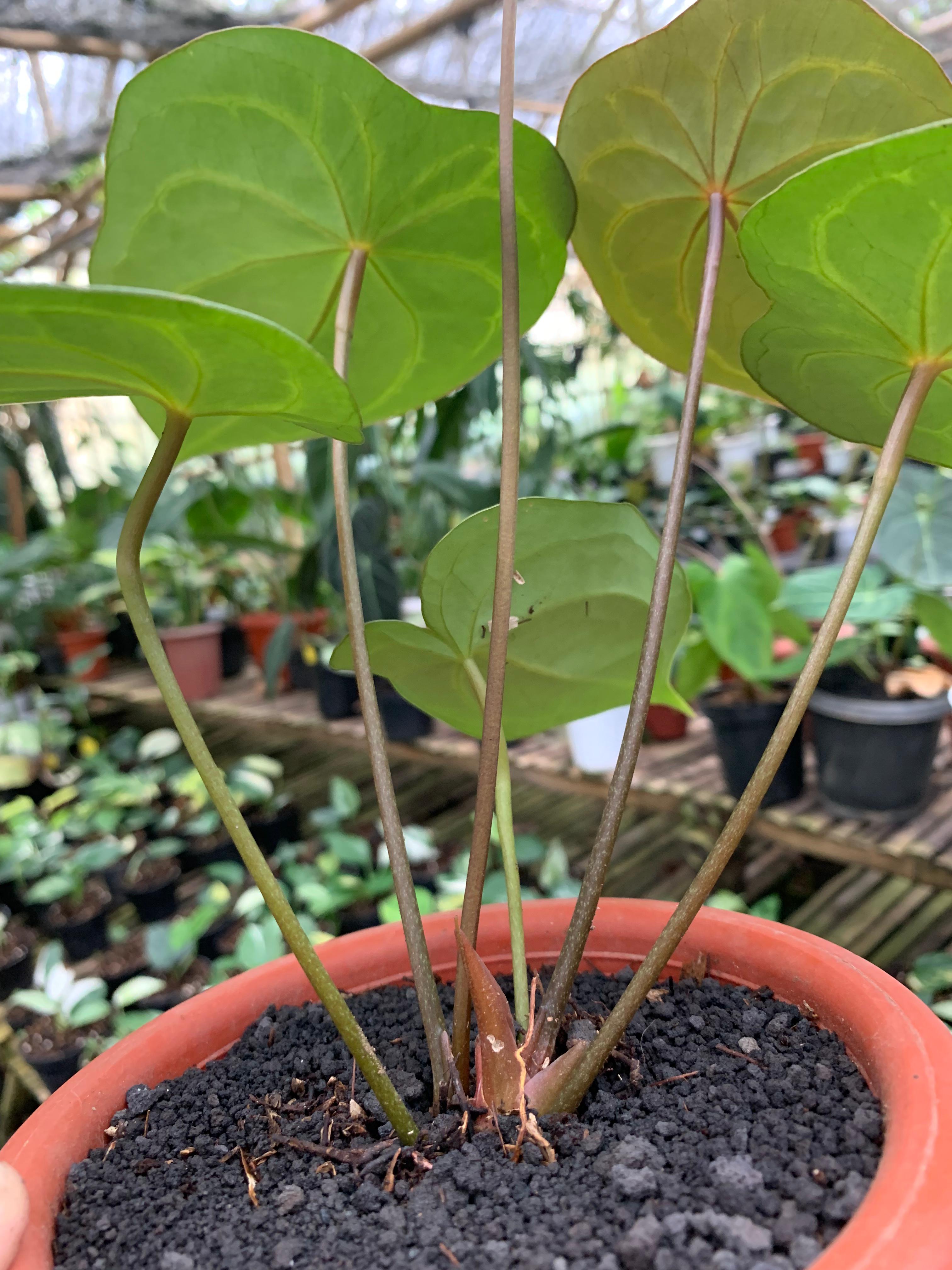 Anthurium Forgeti Hybrid