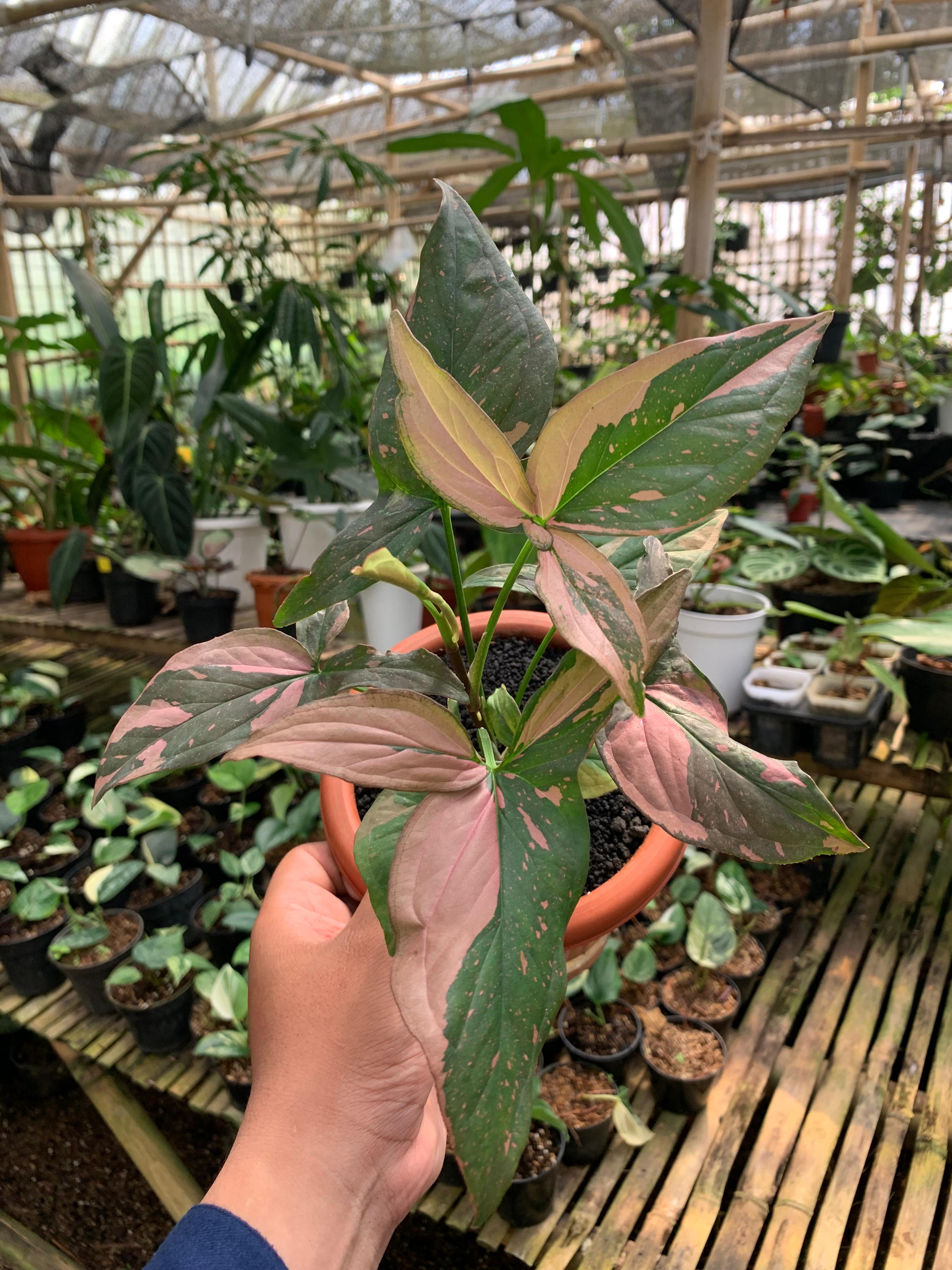 Syngonium Pink Splash