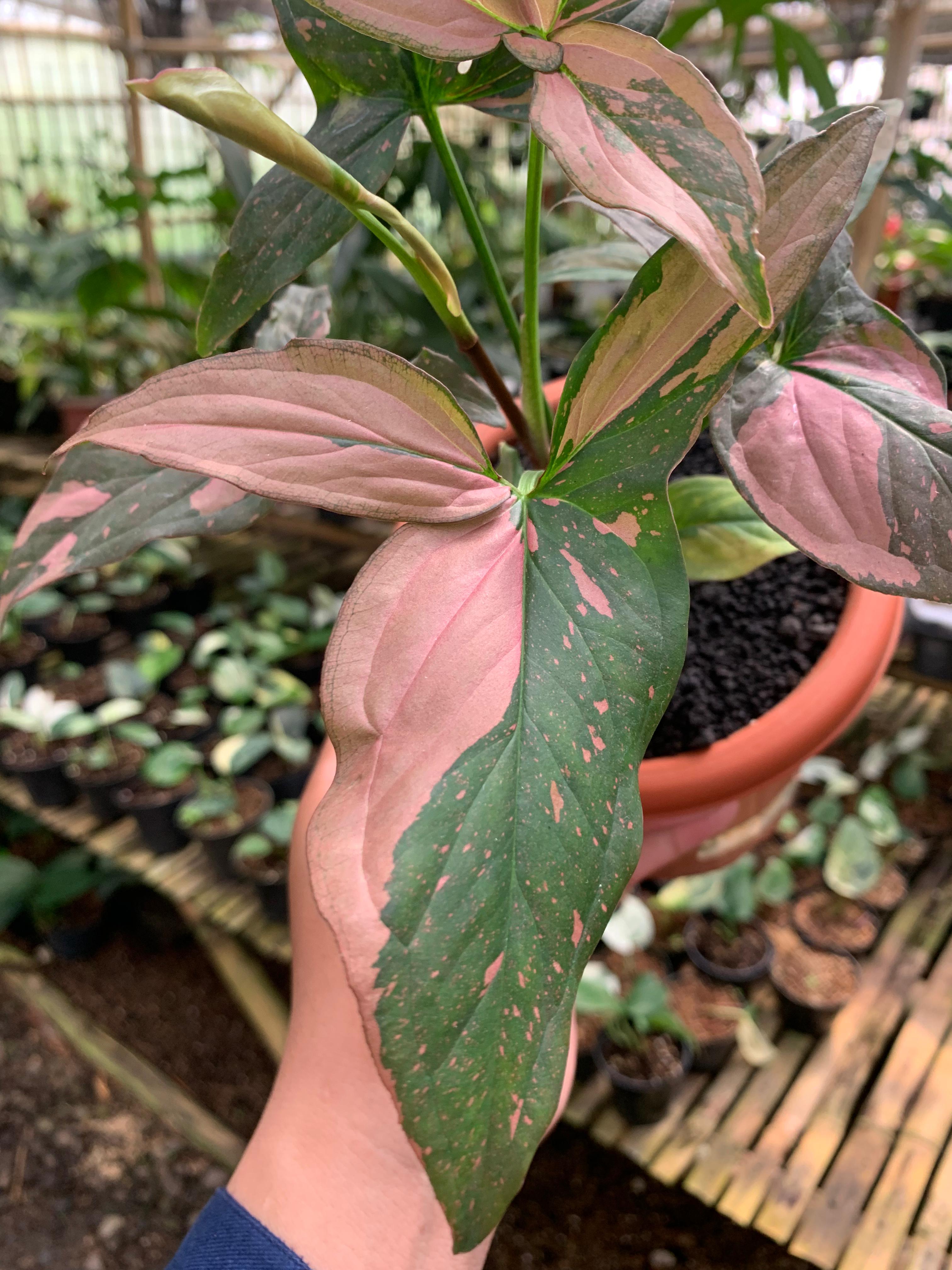 Syngonium Pink Splash