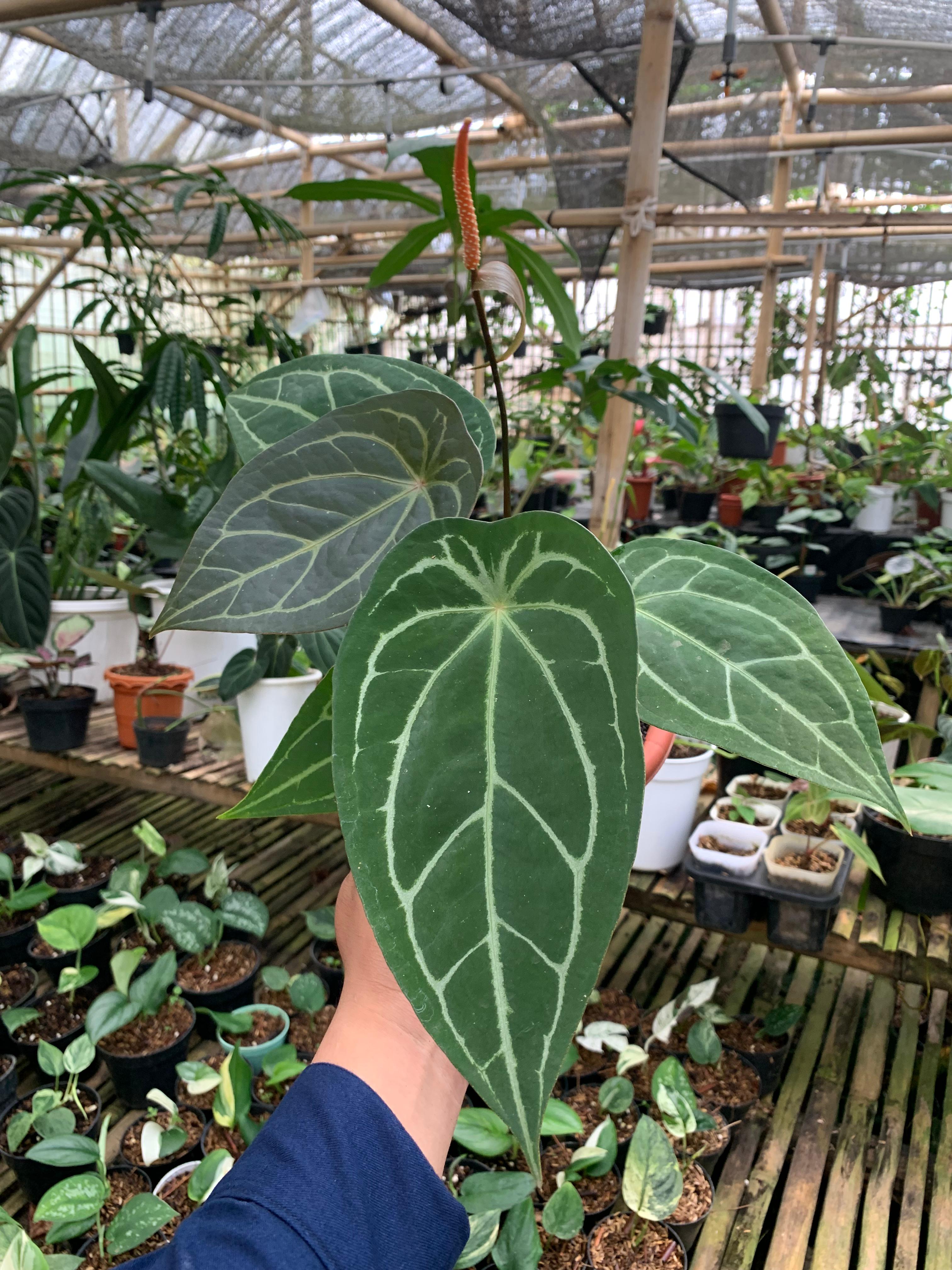 Anthurium Forgeti Hybrid