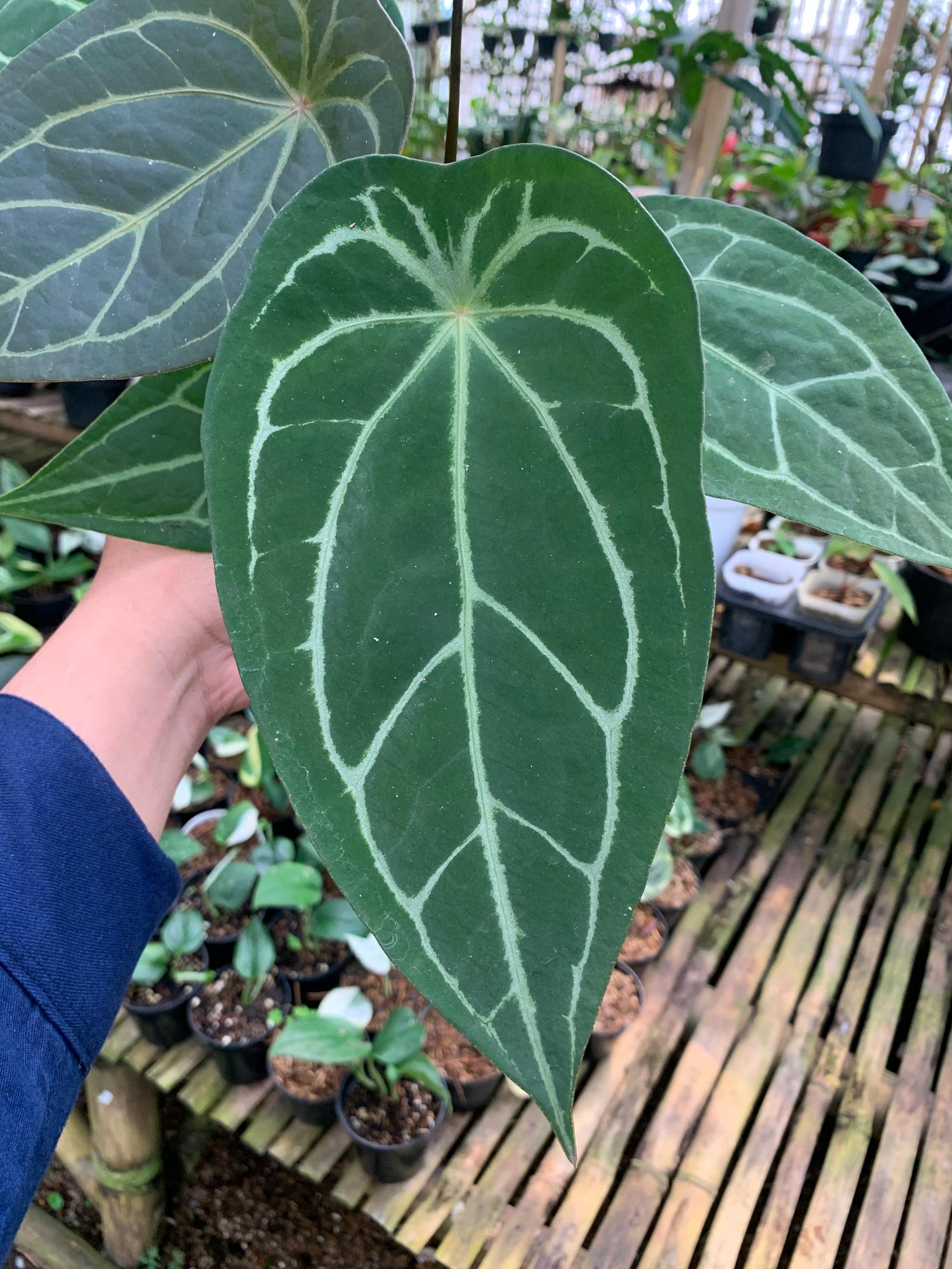 Anthurium Forgeti Hybrid