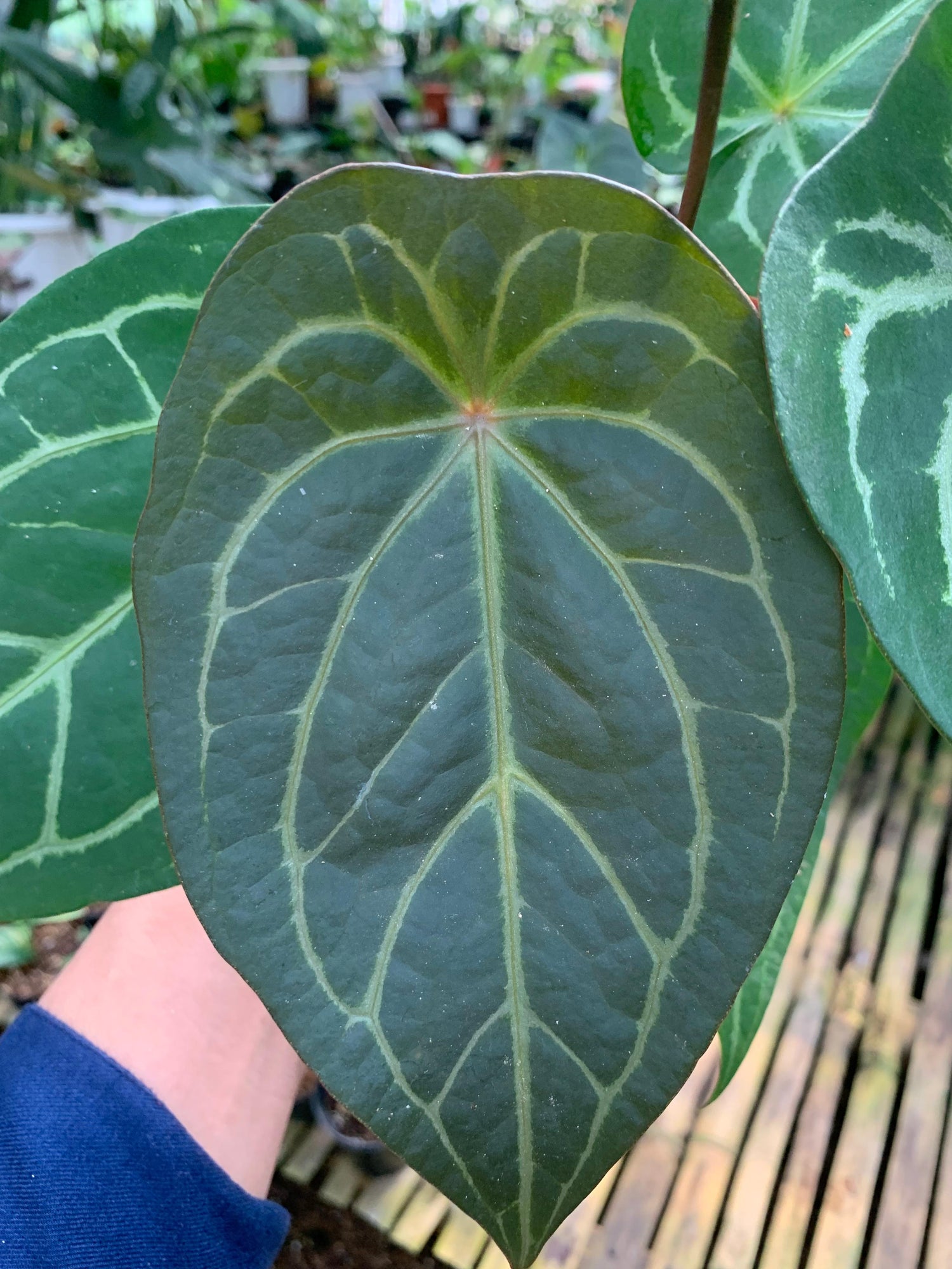 Anthurium Forgeti Hybrid