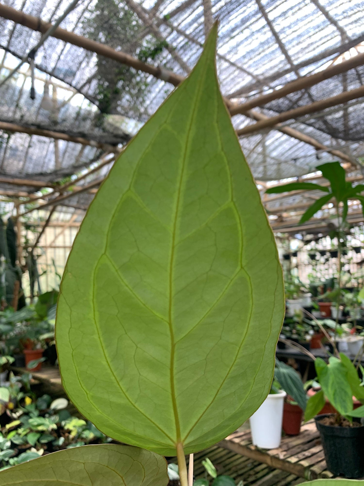 Anthurium Forgeti Hybrid