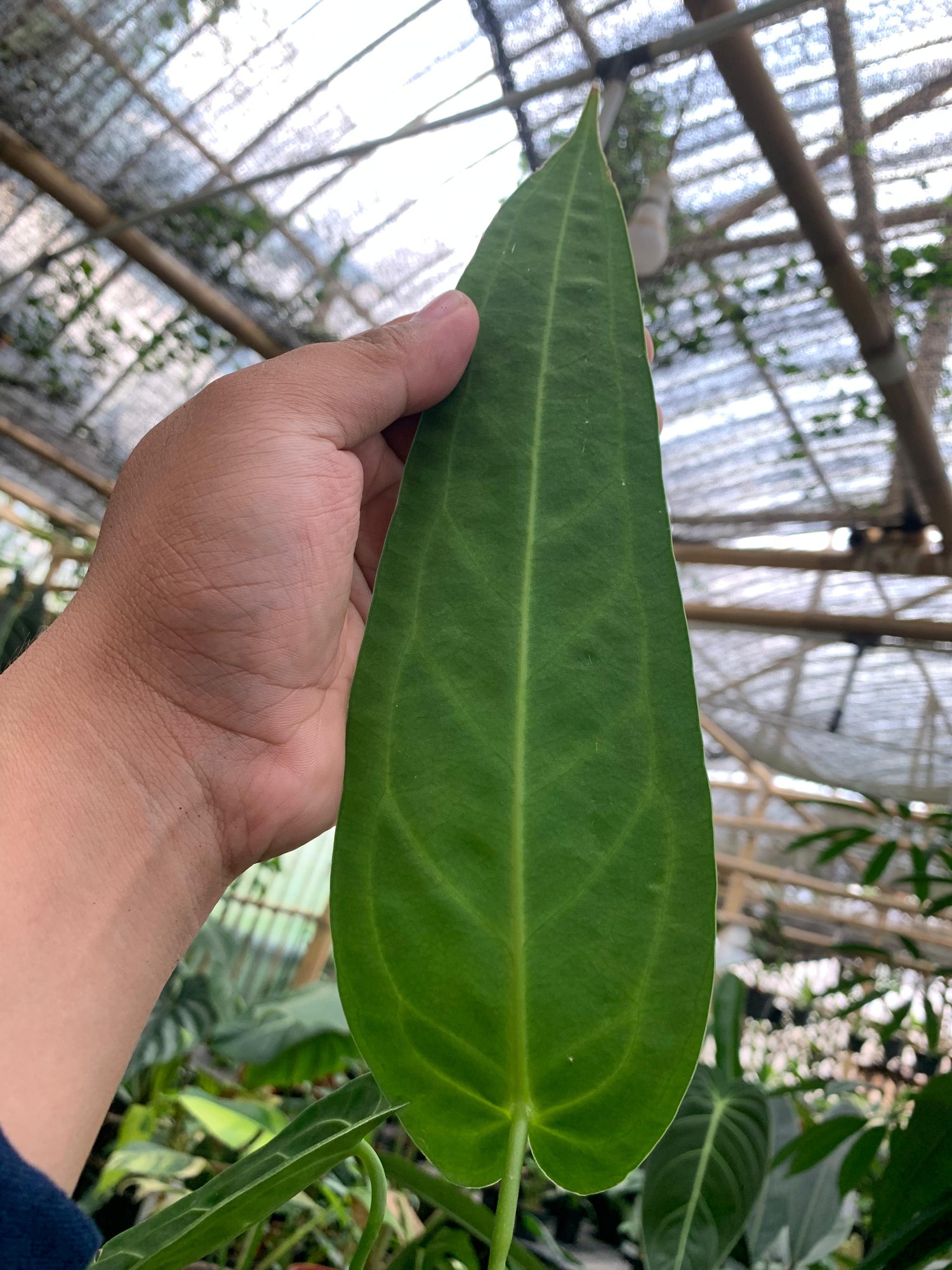 Anthurium Warocqueanum Medium size