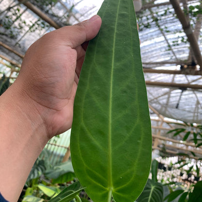 Anthurium Warocqueanum Medium size