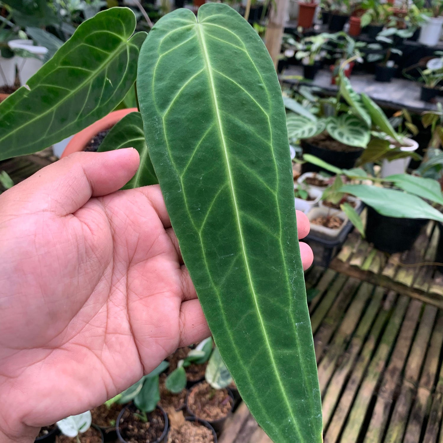 anthurium warocqueanum for sale Anthurium Warocqueanum Medium size – Greenspaces.id
