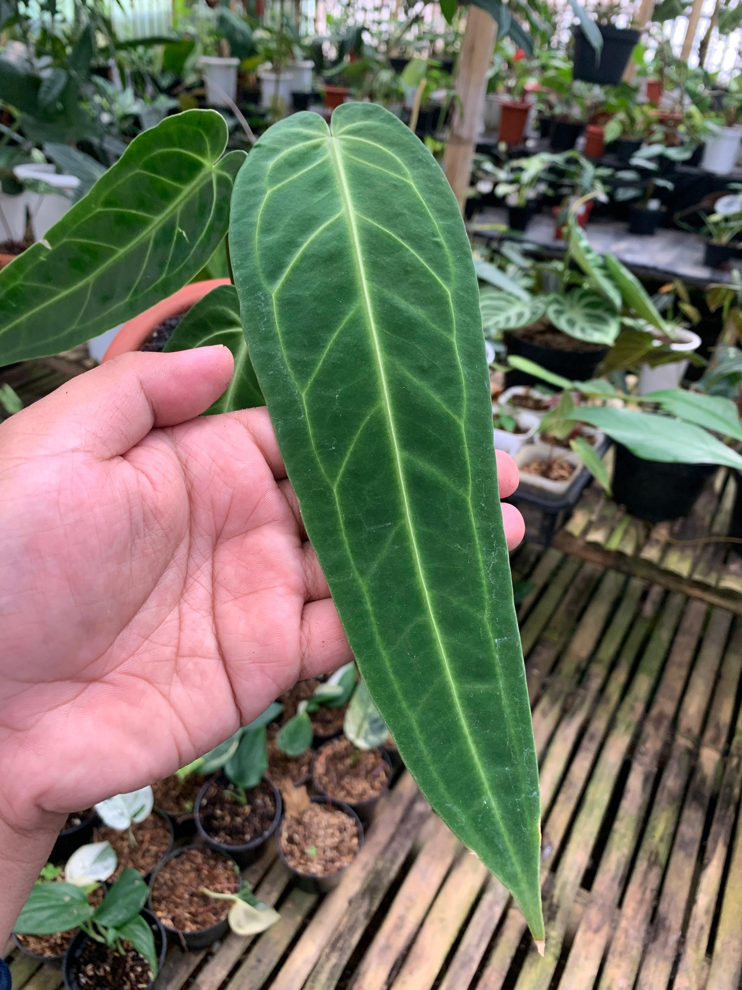 Anthurium Warocqueanum Medium size