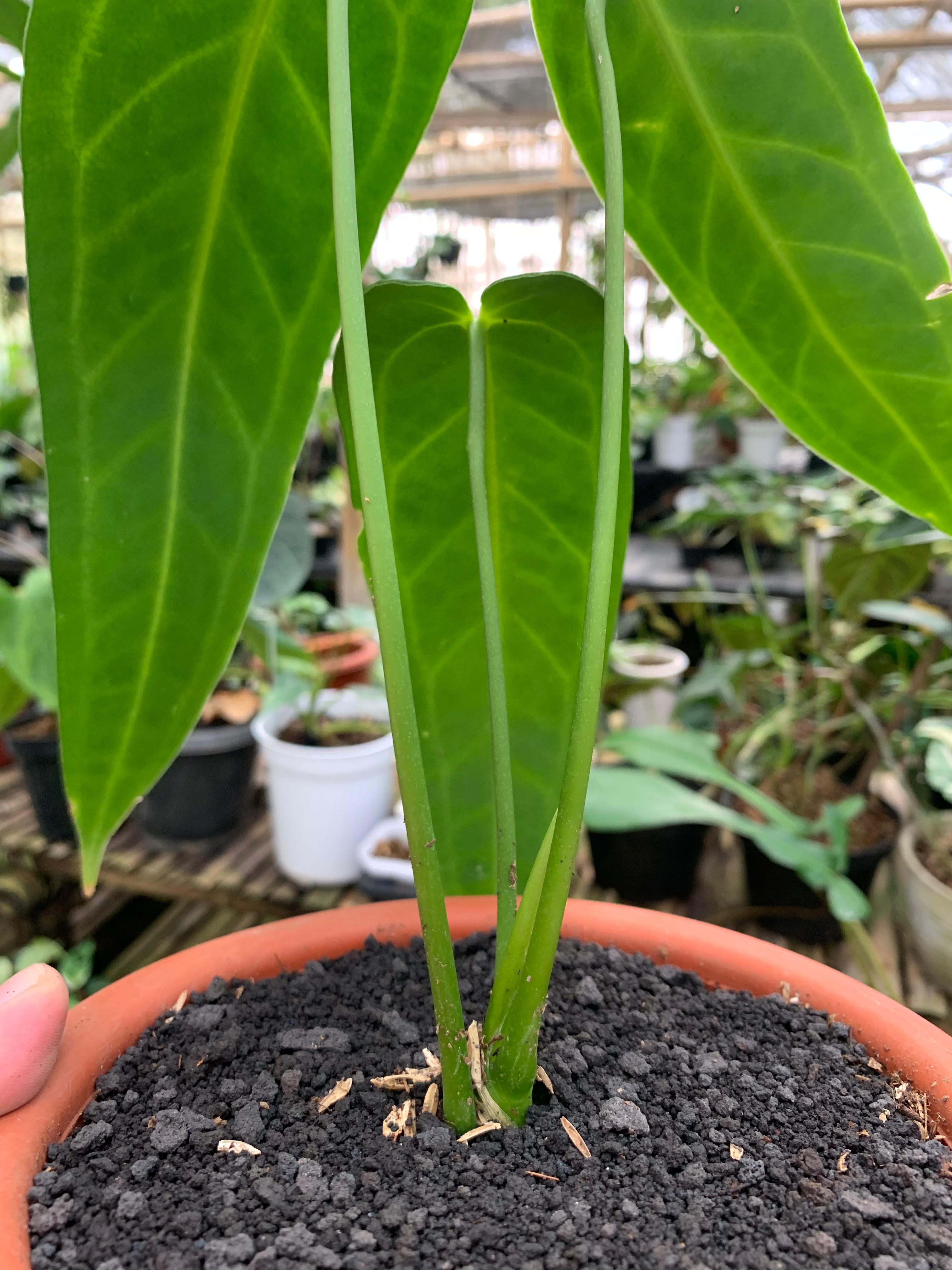 Anthurium Warocqueanum Medium size