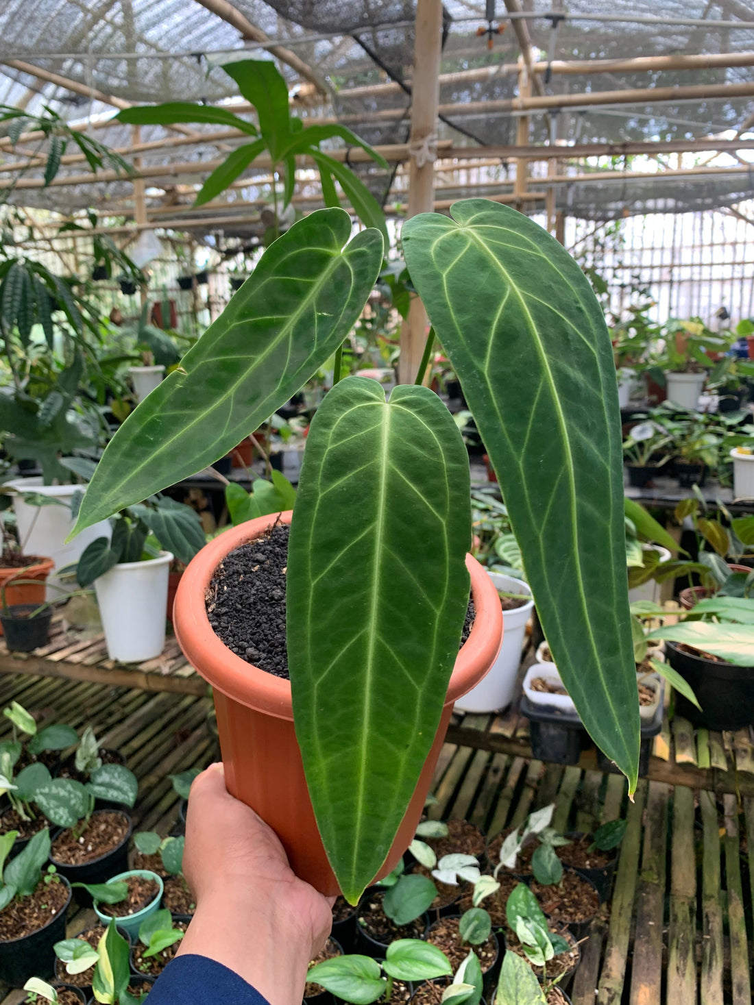 Anthurium Warocqueanum Medium size