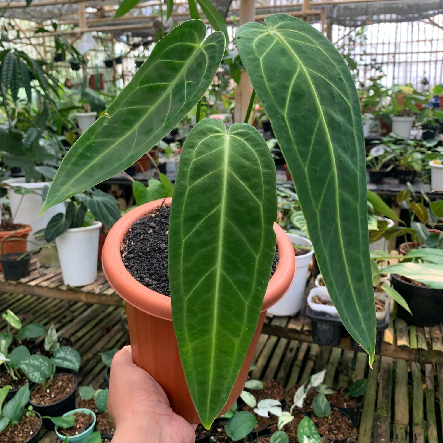 🎁 Anthurium Warocqueanum Medium size (100% off)