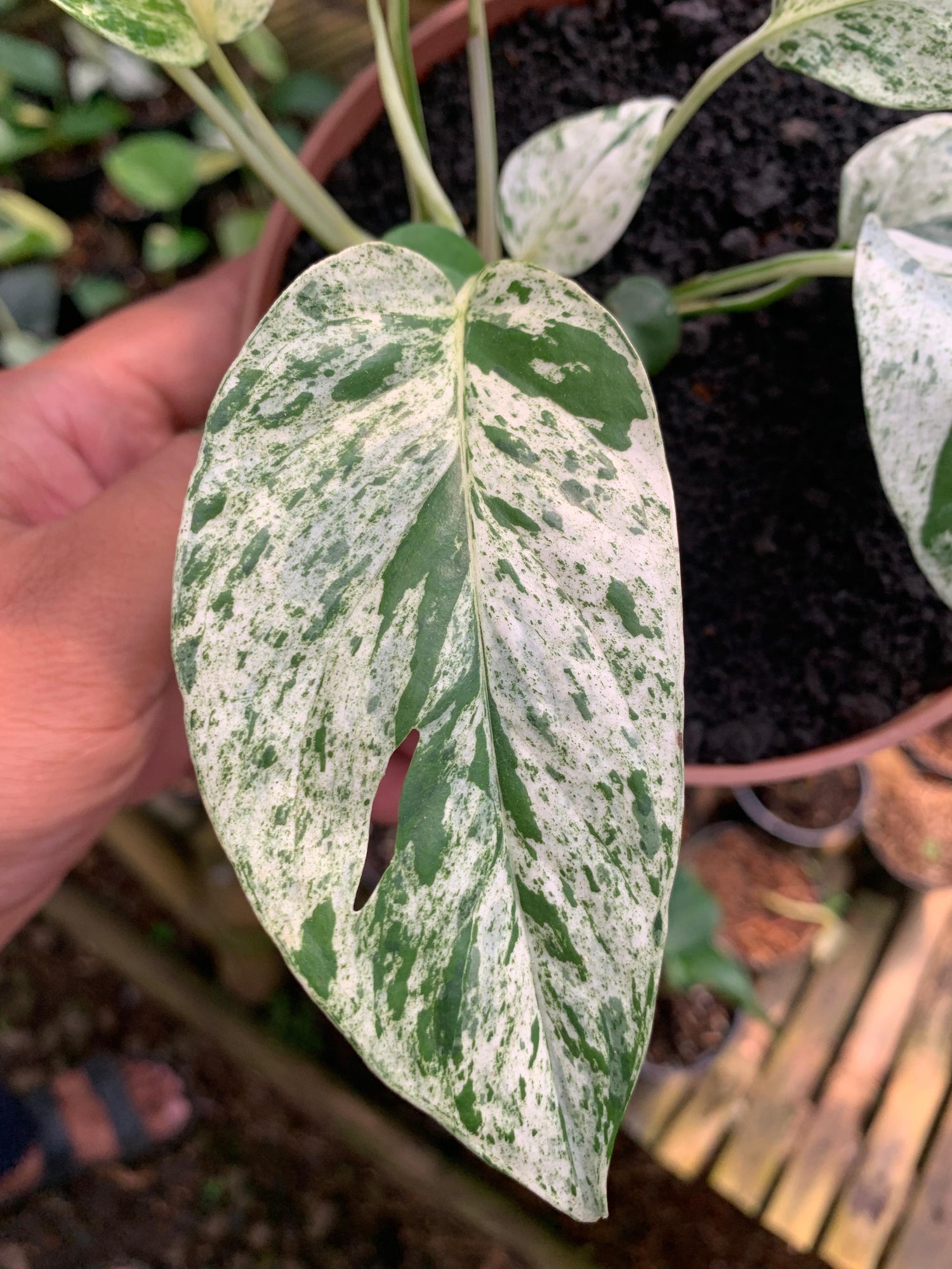 Epipremnum Pinnatum Marble variegated